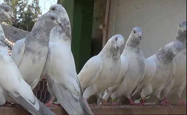 Пакистанские голуби