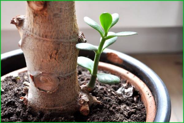 Как правильно посадить денежное дерево