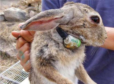 Вирусная геморрагическая болезнь кроликов: описание, причины, лечение и вакцины
