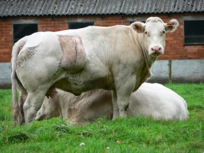 Бельгийские голубые коровы: описание и особенности породы