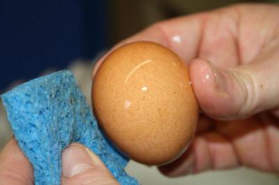 Обработка яиц перед инкубацией разными способами