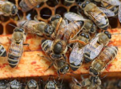 Джентерский сот для вывода пчелиных маток: описание, инструкция