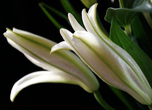 Белая лилия: лечебные свойства, применение в народной медицине, рецепты