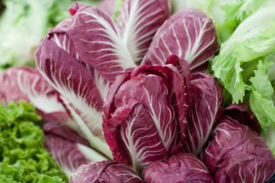 Растение салат: сорта, выращивание, полезные свойства