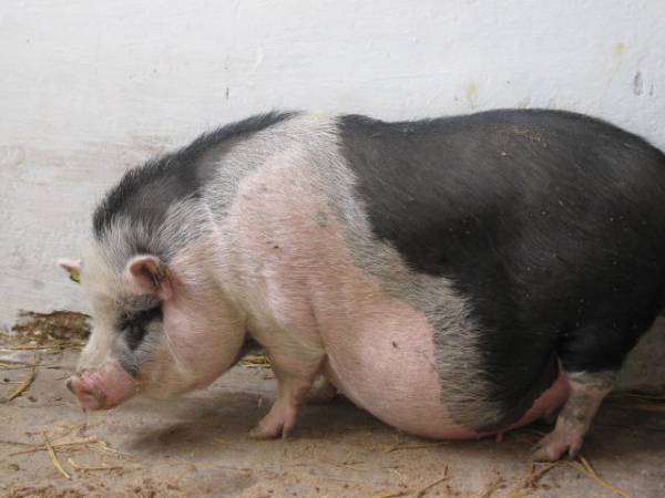 Роды свиньи и нюансы первого опороса