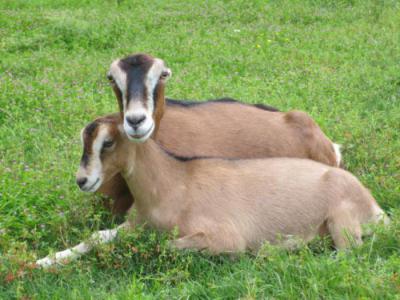 Описание породы коз ламанча