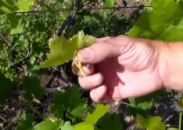 Пасынкование винограда весной