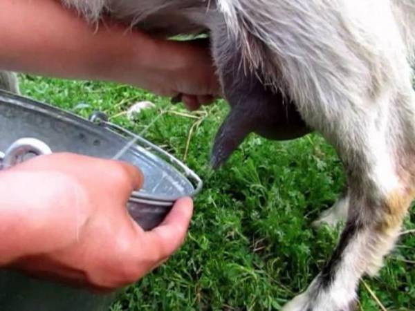 Сколько в сутки коза дает молока в среднем