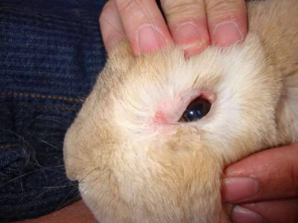 Болезни глаз кроликов: лечение фото