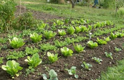Период вегетации и его значение для овощеводства