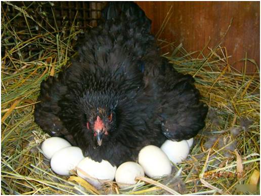 Сбор и хранение инкубационных куриных яиц