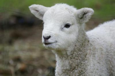 Маленькие животные: как называется детеныш овцы и барана