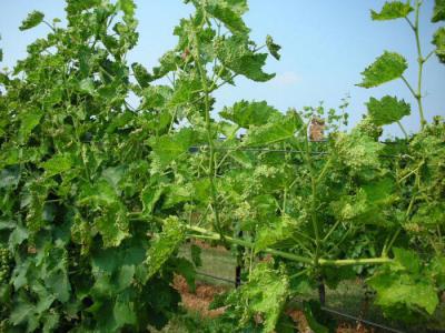 Филлоксера винограда: причины и меры борьбы