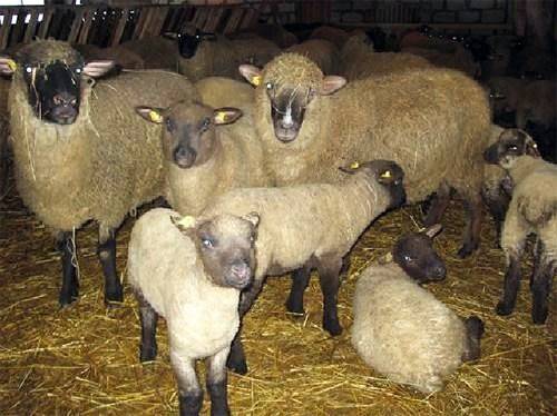 Содержание овец в домашних условиях для начинающих