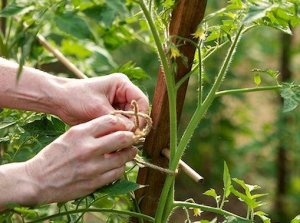 Как вырастить помидоры черри в открытом грунте