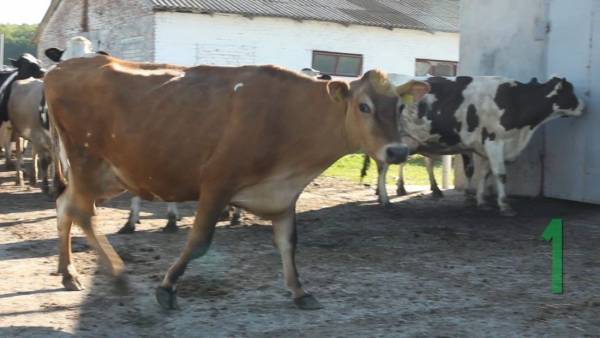 Заболевания копыт у коров: травмы и другие недуги