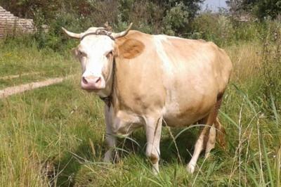 Сычевская порода коров: описание, характеристика, фото, отзывы