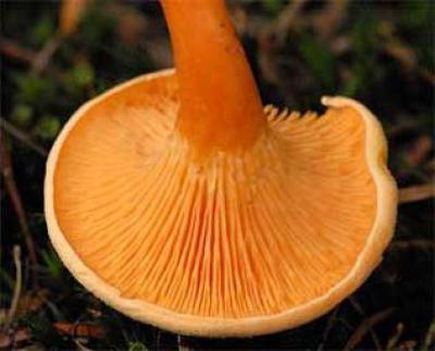 Где растут лисички и как собирать эти замечательные грибы