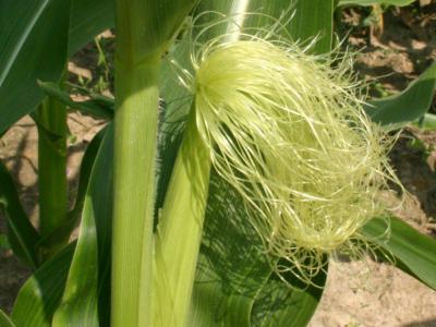 Как заварить кукурузные рыльца: способ применения и дозы, влияние на организм