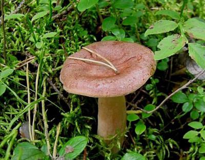 Горькушка - гриб съедобный или нет