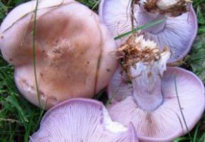 Синеножка - гриб съедобный