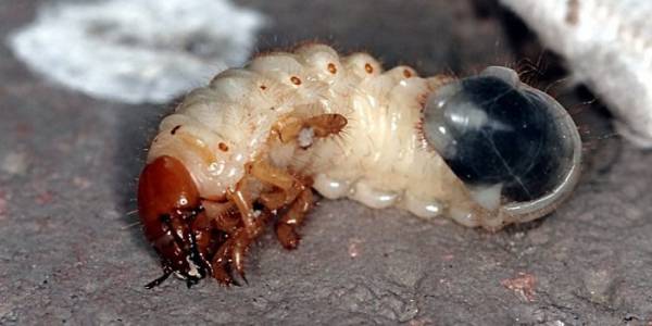 Майский жук - среда обитания и стадии развития