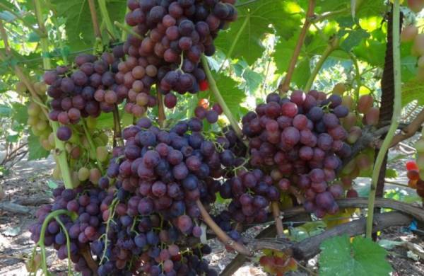 Виноград мускат - описание и фото лучших мускатных сортов