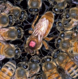 Размножение пчел отводками