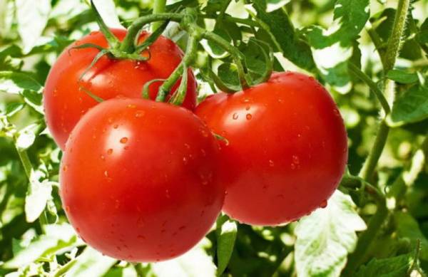Выбираем низкорослые сорта томатов для теплиц