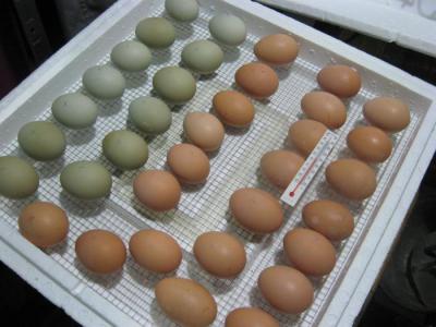 Яйцо инкубационное: требования, особенности, хранение