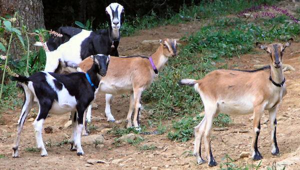 Характеристика породы коз Ламанча: содержание, сколько дает молока