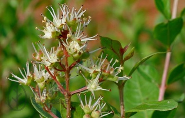 Хна (Lawsonia inermis)