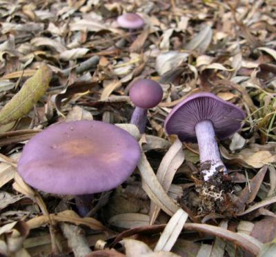 Рядовка фиолетовая: съедобный или ядовитый гриб