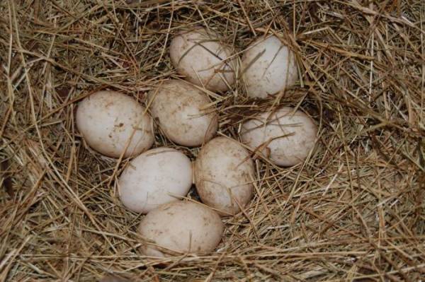 Утиные яйца: польза и вред