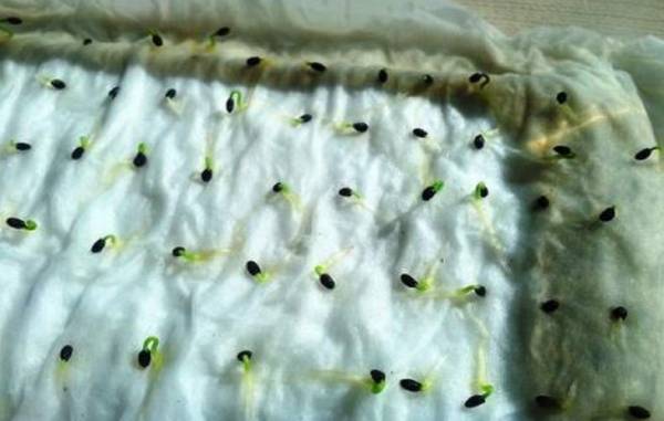 Выращиваем киви из семян в домашних условиях