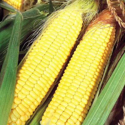 Лучшие сорта кукурузы: фото, описание