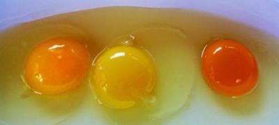 Почему куры несут яйца без скорлупы? Чем кормить куриц-несушек в домашних условиях