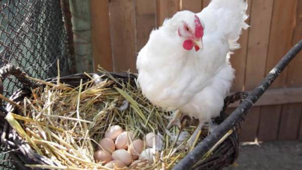 Сколько высиживают яйца куры