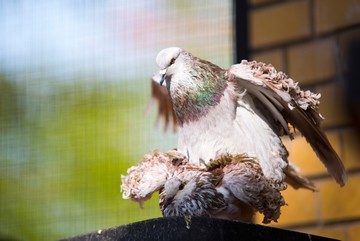 Что нужно знать об особенностях питания голубей