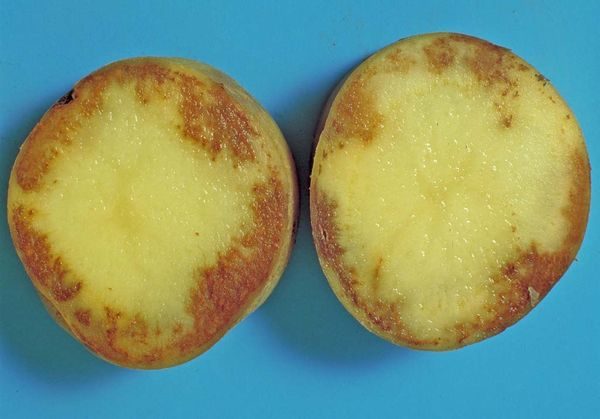 Как правильно бороться с фитофторозом картофеля