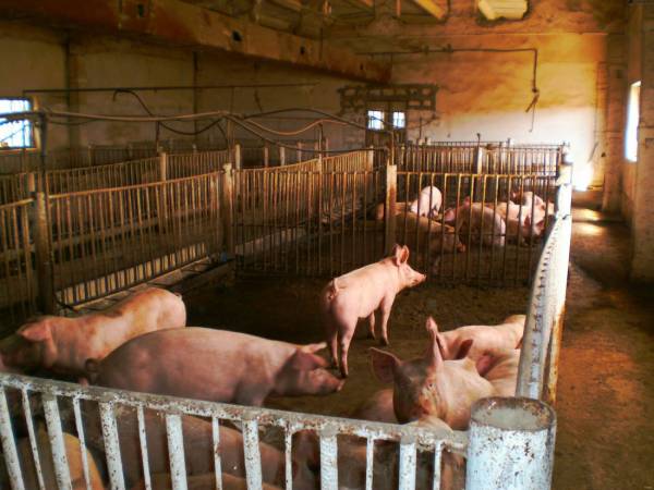 Болезни свиней: рожа, ее симптомы, причины, последствия, способы лечения