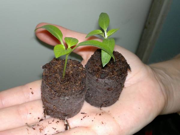Как вырастить рассаду в торфяных таблетках