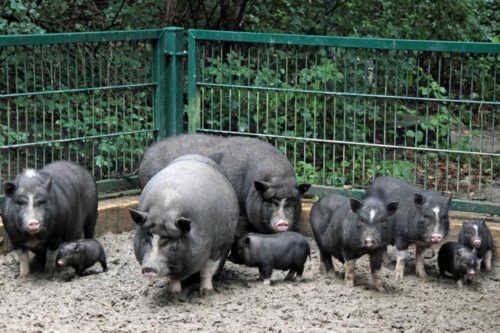Вьетнамская порода свиней описание внешнего вида и основы по разведению