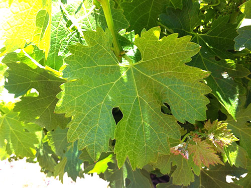 Польза и вред виноградных листьев для нашего организма