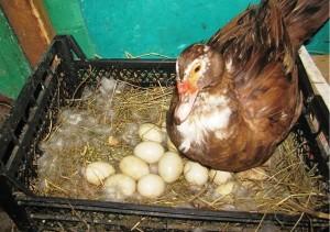 Особенности высиживания яиц индоутками
