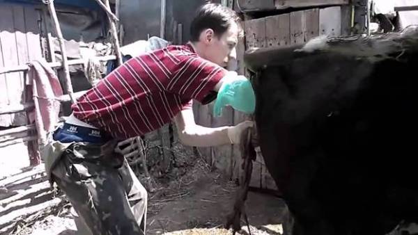 Как и чем лечить мастит у коровы в домашних условиях