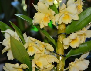 Орхидея Дендробиум нобиле (Dendrobium nobile)