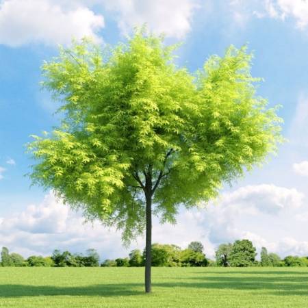 Лучшие листопадные декоративные деревья