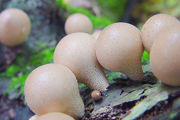 Вкусный и полезный гриб дождевик, описание и использование