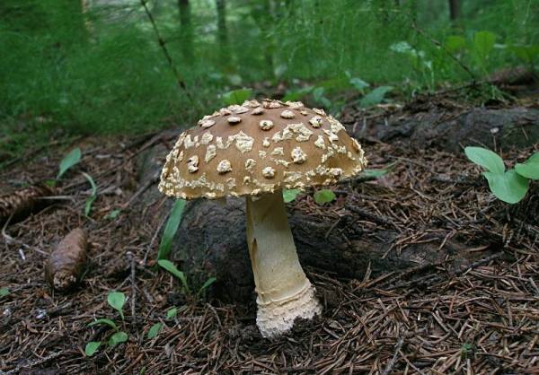 Уникальные грибы Крыма